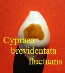 Cypraea brevidentata fluctuans, Iredale 1935